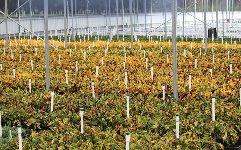 Senninger Mister Upright Model ¼" Barb